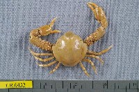 藏品(單齒玉蟹)的圖片